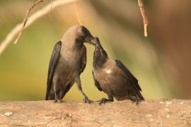Wrona orientalna - Corvus splendens  - House Crow