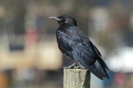 Kruk kusy - Corvus rhipidurus - Fan-tailed Raven
