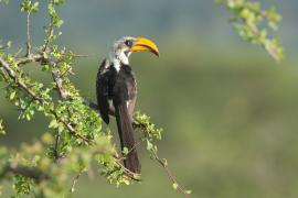 Toko żółtodzioby - Tockus flavirostris - Eastern Yellow-billed Hornbill
