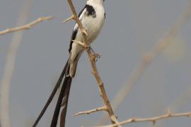 Wdówka białobrzucha - Vidua macroura - Pin-tailed Whydah