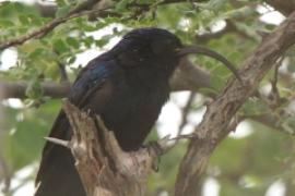 Czarnodudek większy - Rhinopomastus cyanomelas - Common Scimitarbill