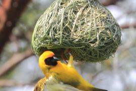 Wikłacz akacjowy - Ploceus vitellinus - Vitelline Masked-Weaver