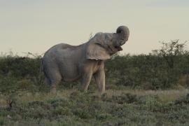 Słoń w P.N. Etosha.