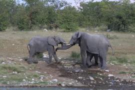 Słonie przy wodopoju.