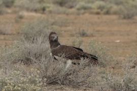 Wojownik zbrojny - Polemaetus bellicosus - Martial Eagle