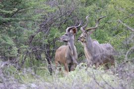 Kudu wielkie w Etoshy.