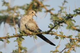 Turkaweczka czarnogardła - Oena capensis - Namaqua Dove