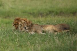 Pierwszym dużym ssakiem spotkanym w P.N. Serengeti był lew.