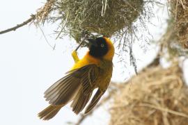 Wikłacz maskowy - Malimbus velatus - Southern Masked Weaver