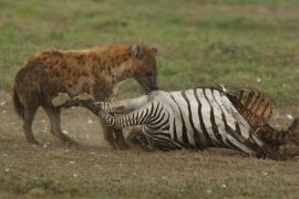 Hiena przy padlinie zebry.