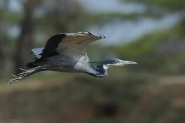 Czapla czarnogłowa - Ardea melanocephala - Black-headed Heron