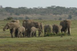 Słonie w Serengeti.