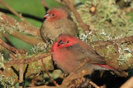 Amarantka czerwonodzioba - Lagonosticta senegala - Red-billed Firefinch