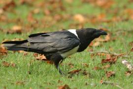 Kruk wielkodzioby - Corvus albicollis - White-necked Raven