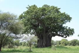 Stare baobaby - symbol Tarangire.