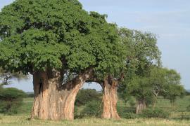 Stare baobaby - symbol Tarangire.
