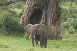 Słoń w Tarangire.