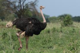 Struś czerwonoskóry - Struthio camelus - Common Ostrich