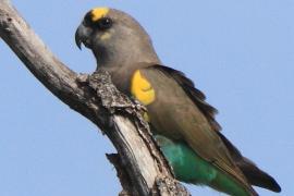 Afrykanka złotoplama - Poicephalus meyeri - Brown Parrot