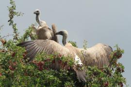 Sęp afrykański - Gyps africanus -  White-backed Vulture