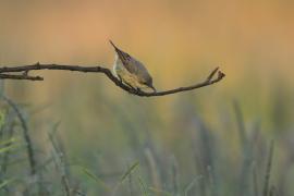 Nektarnik czarnoskrzydły - Cinnyris mariquensis - Marico Sunbird
