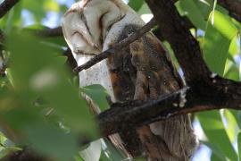Płomykówka - Tyto alba - Common Barn Owl