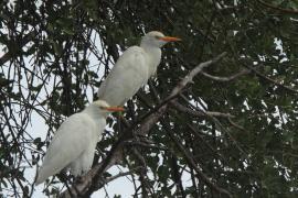 Czapla złotawa - Bubulcus ibis - Western Cattle Egret