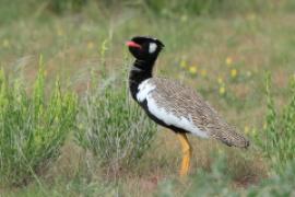 Namibia i Botswana ptaki - Namibia & Botswana birds