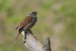 Pokrzywnica - Prunella modularis - Hedge Accentor