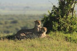 Gepard grzywiasty - Acinonyx jubatus - Cheetah