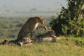 Gepard grzywiasty - Acinonyx jubatus - Cheetah