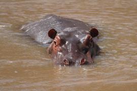 Hipopotam - Hippopotamus amphibius - Common hippopotamus