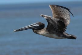 Pelikan brunatny - Pelecanus occidentalis - Brown Pelican