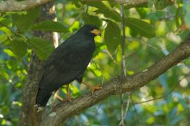 Czarnostrząb leśny - Buteogallus anthracinus - Common Black Hawk