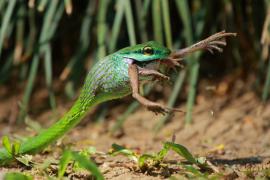 Wąż - Cope's Parrot Snake połykający żabę.