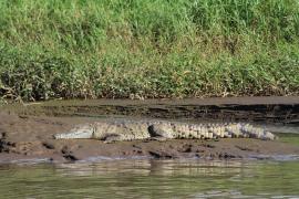 Krokodyl różańcowy nad rzeką Tarcole.