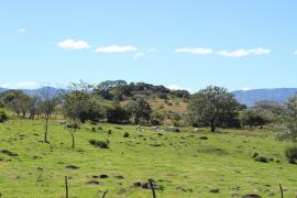Łąki przy drodze do Selva Verde.