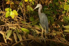 Czapla śniada - Egretta caerulea - Little Blue Heron