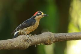 Dzięciur pstry - Melanerpes pucherani - Black-cheeked Woodpecker