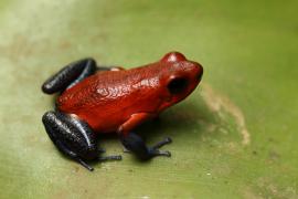 Trująca żabka Stawbery Poison Frog .