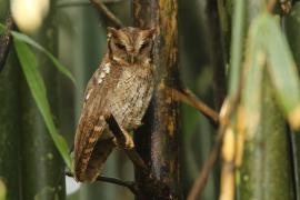 Syczoń tropikalny - Megascops choliba - Tropical Screech Owl