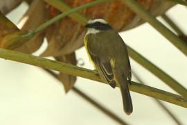 Bentewi krasnociemieniowy - Myiozetetes similis - Social Flycatcher
