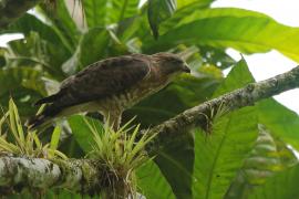 Myszołów szerokoskrzydły - Buteo platypterus - Broad-winged Hawk