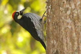Dzięciur żołędziowy - Melanerpes formicivorus - Acorn Woodpecker