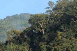 Park Narodowy El Quetzal.