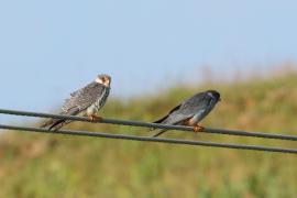 Kobczyk amurski -- Falco amurensis - Amur Falcon