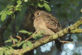 Turkaweczka zielonoplamkowa - Turtur chalcospilos - Emerald-spotted Wood Dove