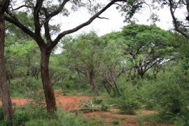 Park Narodowy Ndumo.