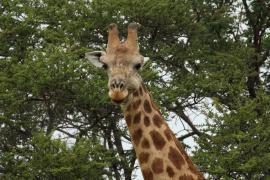 Żyrafa w Parku Narodowym Mkhuze.
