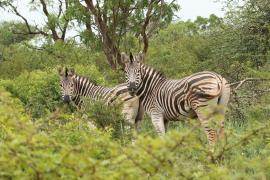 Zebry w Parku Narodowym Mkhuze.